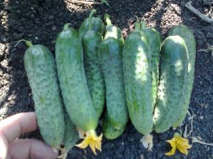 Gherkin CAPRICORN F1 - 1