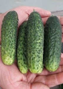 Gherkin CAPRICORN F1 - 0