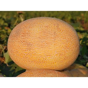 Melon AMAL F1 - 0