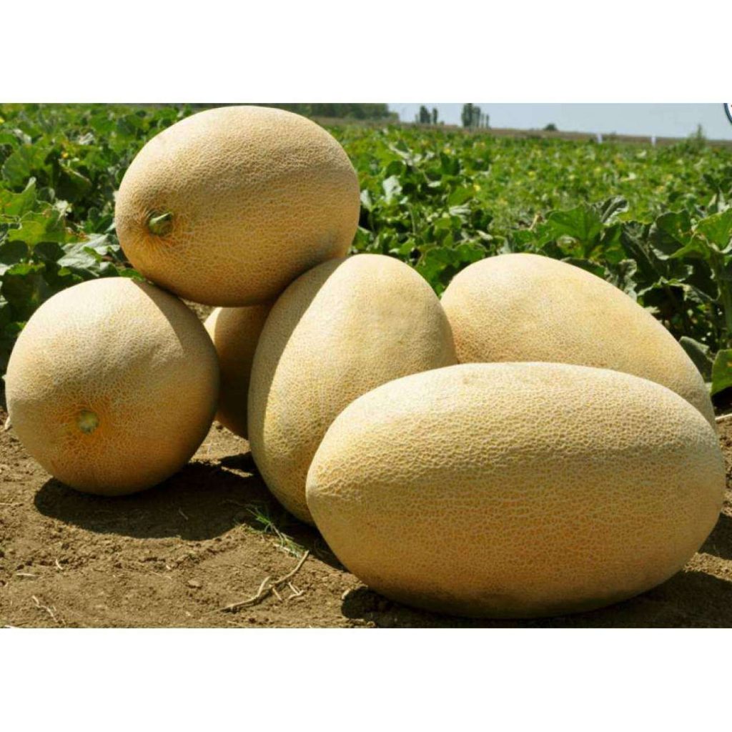 Melon AMAL F1 - 1