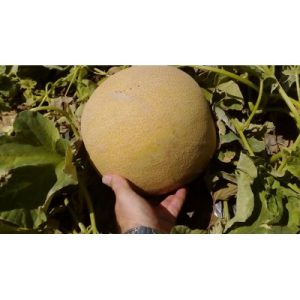 Melon AMAL F1 - 2