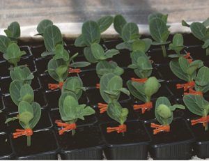 Pumpkin rootstock TZ-148 F1 - 0