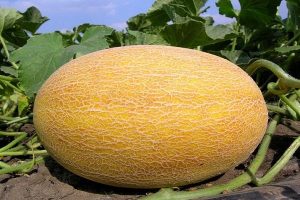 Melon AMAL F1