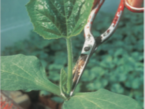 Pumpkin rootstock TZ-148 F1