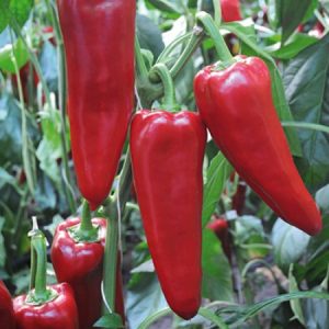 Pepper DINAMICA
