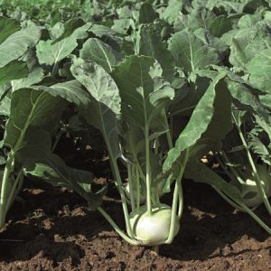 Kohlrabi VOLTURNO F1