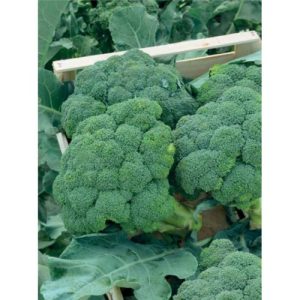 Broccoli NAXOS