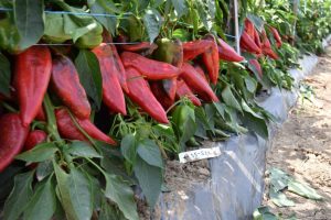 Pepper DINAMICA - 1