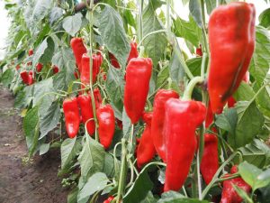 Pepper DINAMICA - 0
