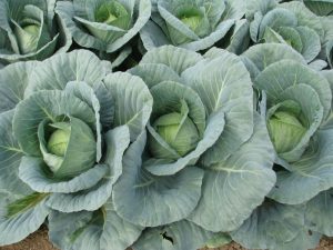 Cabbage HAIPU - 0