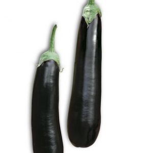 Eggplant NILO F1