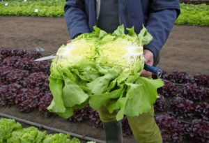 Salad SANTORO - 2