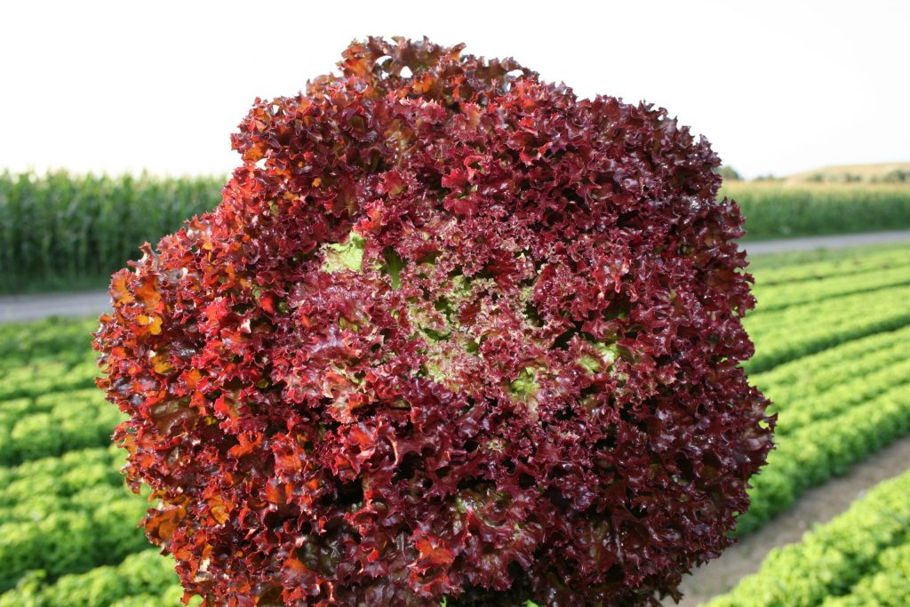 Salad SPECTATION