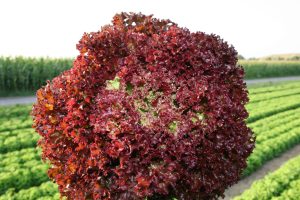 Salad SPECTATION