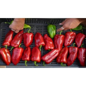 Pepper DINAMICA - 2