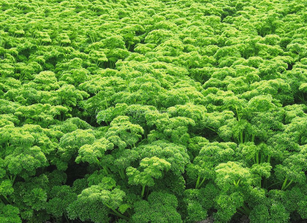 Parsley PETRA