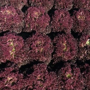 Salad SPECTATION - 1
