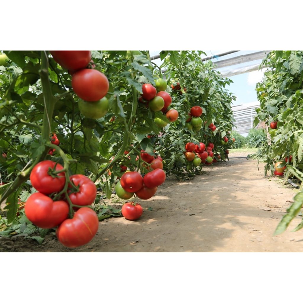 Tomato MANISTELLA - 1