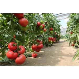 Tomato MANISTELLA - 1