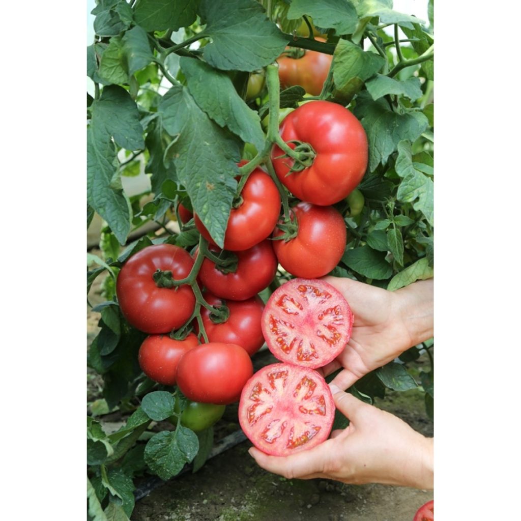 Tomato MANISTELLA