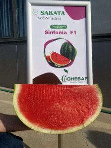 Диня Sinfonia f1 (Синфония) - 1