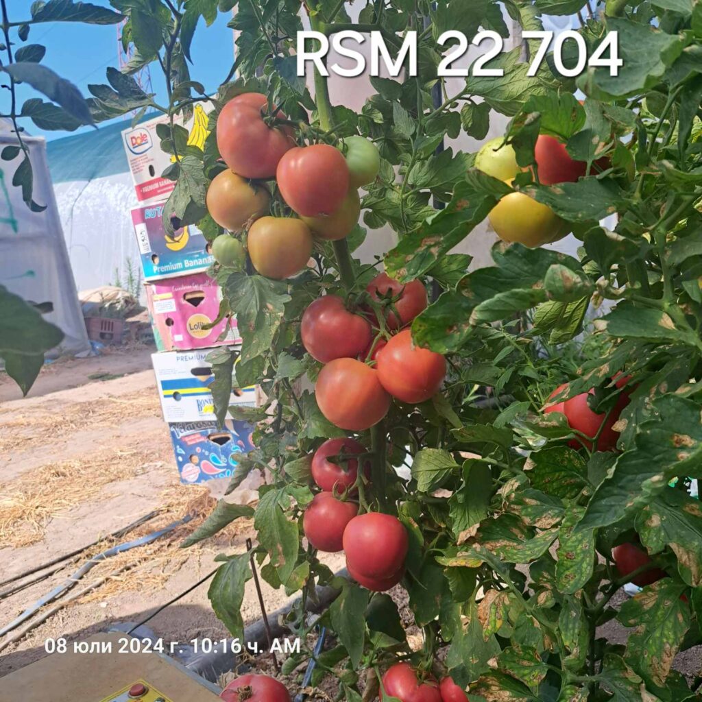 Pink tomato RSM 22704 F1 - Agro Consult Buinov